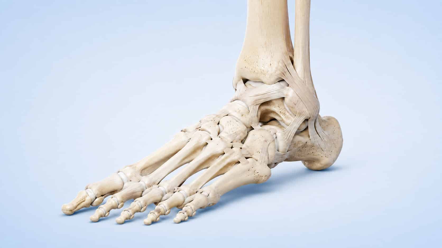 Ankle ligaments assessed before ankle ligament surgery