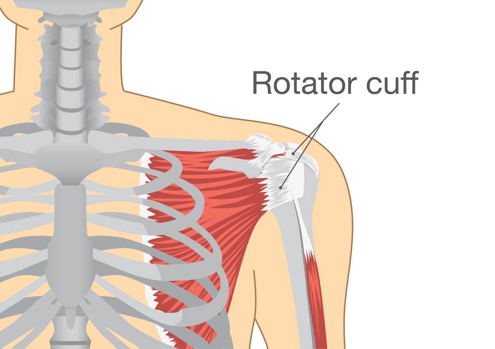 The rotator cuff is an essential part of the body.